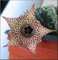 Huernia campanulata